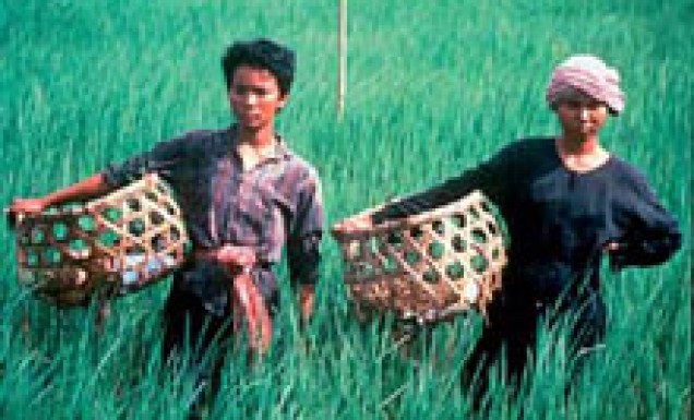 Ljudi rižinih polja